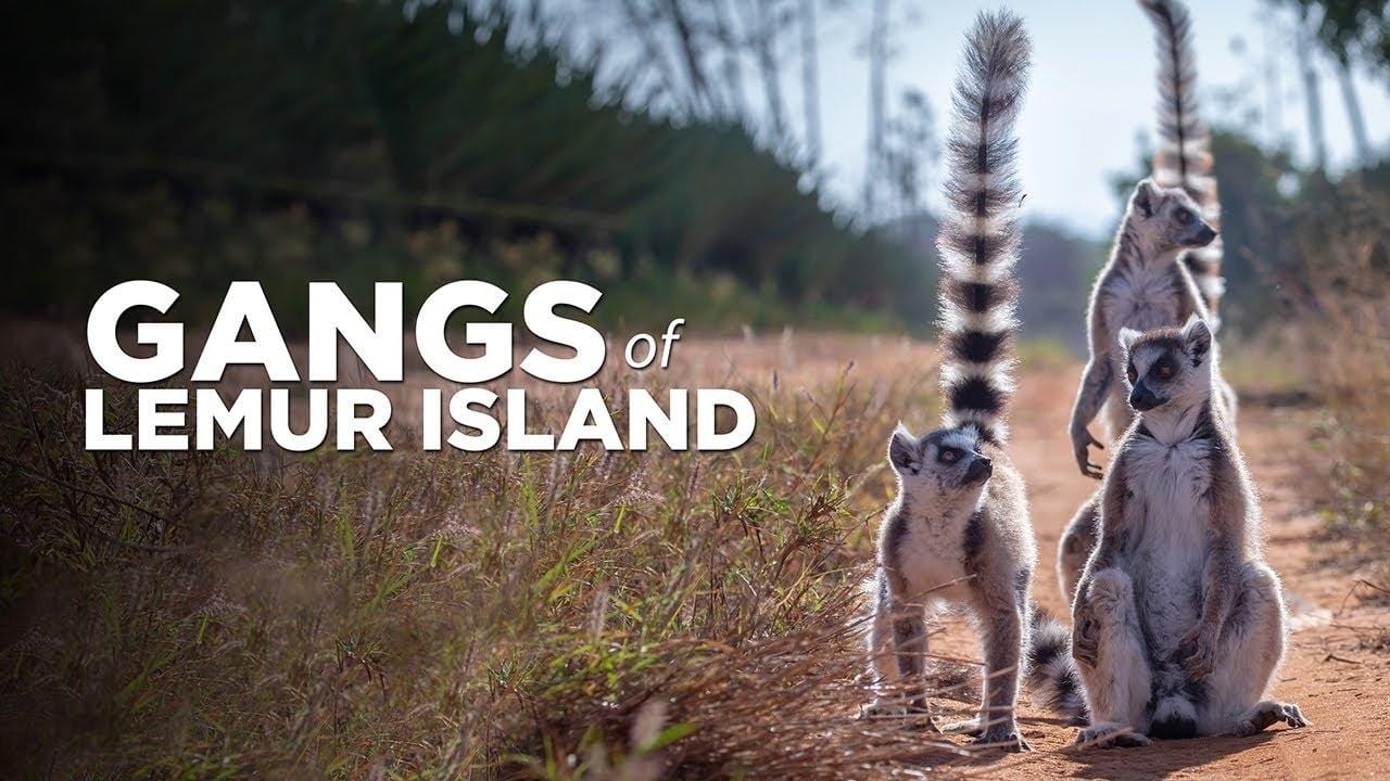 Backdrop image for Gangs of Lemur Island